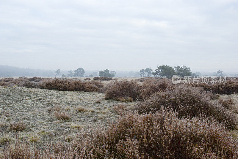 荷兰风景:冬天的石南花(Hoge Veluwe)